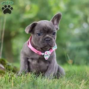 Berry, French Bulldog Puppy